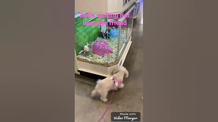 Poodle made friends with hamsters