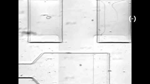 Microfluidic devices with permeable polymer barriers for capture and transport of biomolecules and c