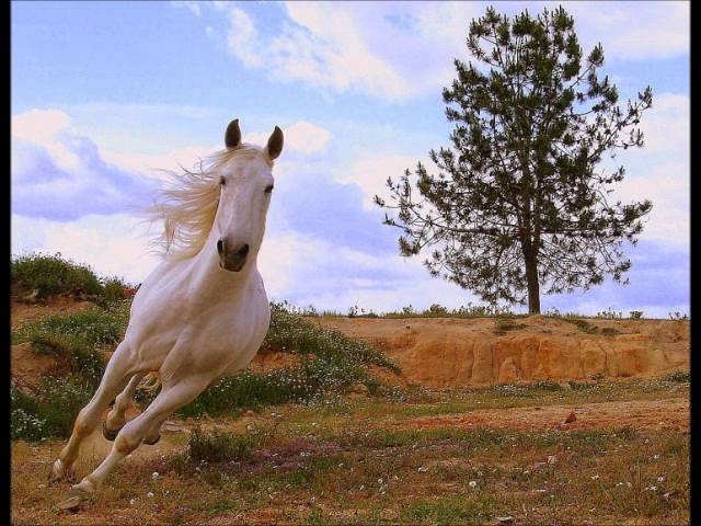 🐴 PINTANDO SPIRIT, CHICA LINDA & BOOMERANG - cavalos de brinquedo 🐴 