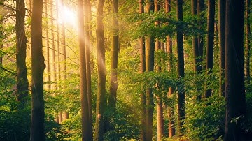 Jungle Path Parallax | Green Leaves Cinematic 4K Loop