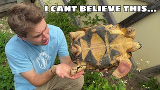 SOMETHING HAPPENED To MY TORTOISES ! WHAT NOW ?! by Jacob Feder 38,563 views 1 month ago 14 minutes, 8 seconds