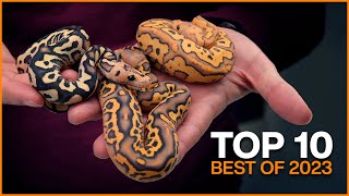 Top 10 BEST Ball Pythons of 2023! | #Hetflix 226