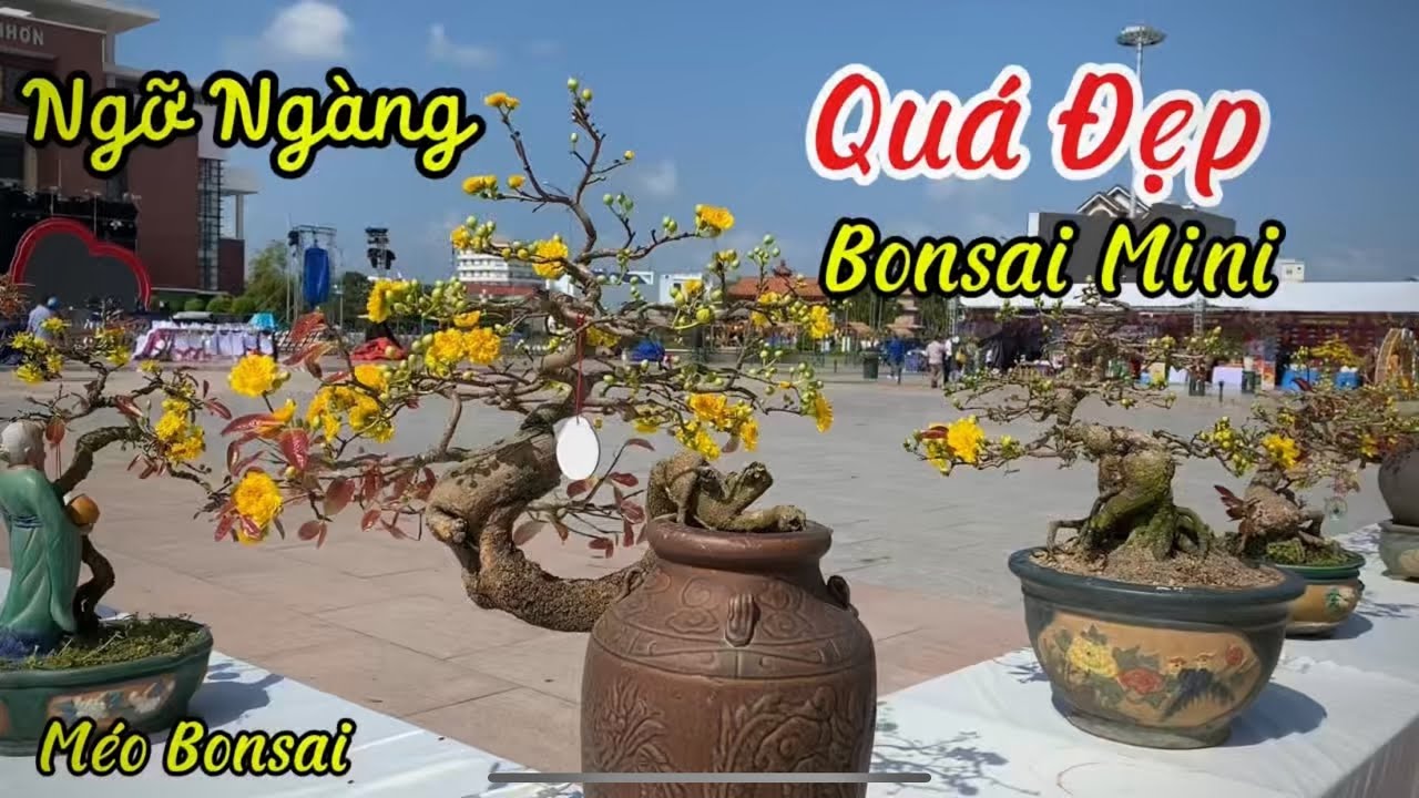 Đẹp Ngỡ Ngàng Với Dàn Mai Bonsai Mini Bàn Trà Đang Khoe Sắc Hút Hồn Người Xem!