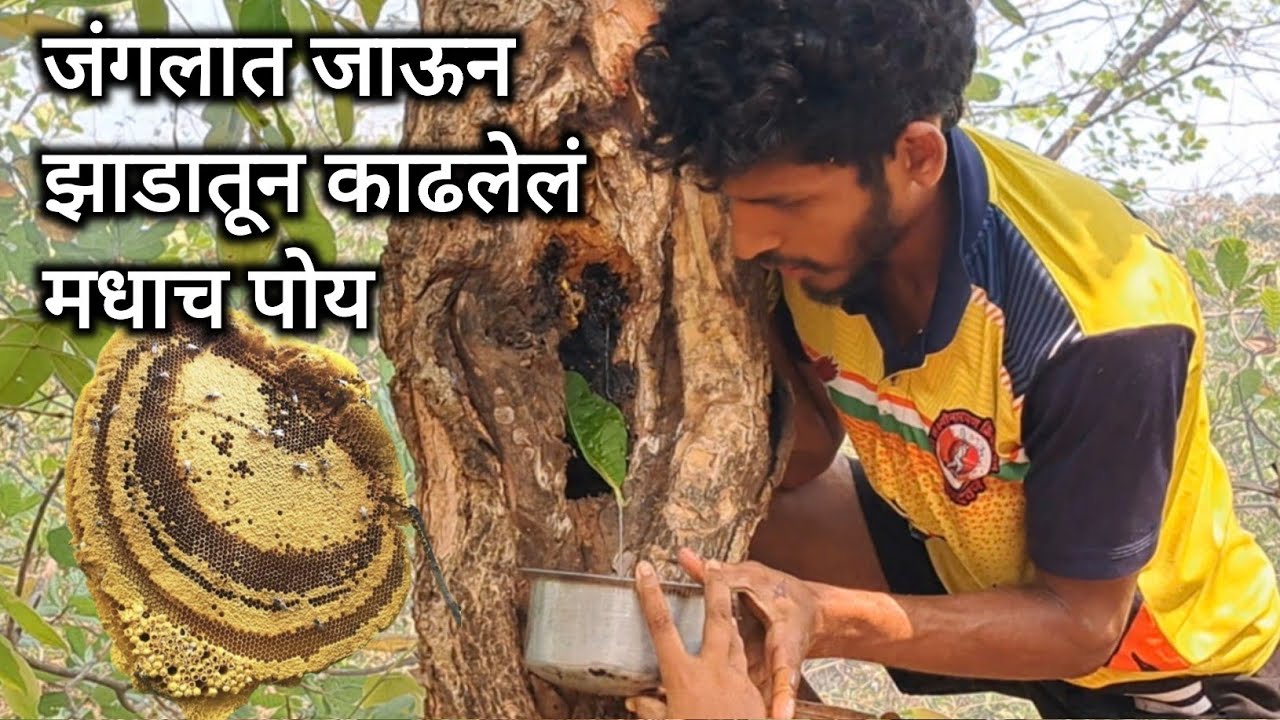 जंगलात जाऊन काढलेलं मधाचं पोय l माशा लागल्या चावायला 😢 l My Village Vlog #kokan #honey 