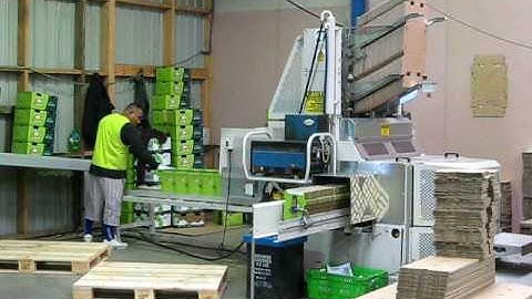 Kiwifruit Packing 5 - Machine making boxes
