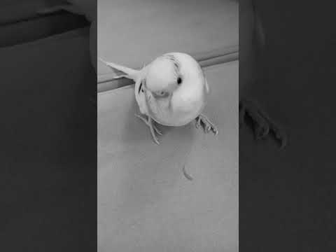 العصفور الحزين