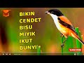 Cendet Bisu Miyik Pasti Terpancing Dan Ikut Menirukan Begitu Mendengar Suara Cendet Gacor Ini Mp3 - Mp4 Download