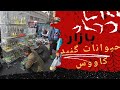 رفتم به بازار خرید و فروش حیوانات تو استان گلستان سفر به جمعه بازار گنبدکاووس Pets بازار حیوانات