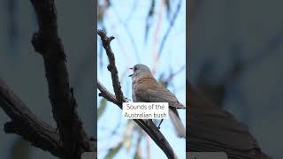 Suara-Suara Semak Australia - Burung Shrikethrush Abu-abu #burung #suaraburung #satwa liaraustralia #satwa liar