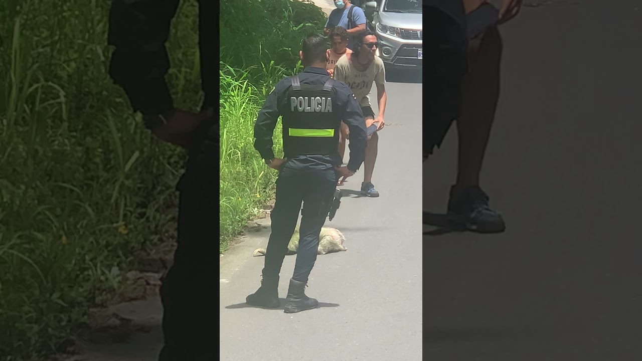 Police Escort Sloth as It Slowly Crosses Road || ViralHog - YouTube
