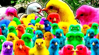 World Cute Chickens, Colorful Chickens, Rainbows Chickens, Cute Ducks, Cat, Rabbit, Cute Animals