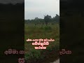 elephant#animals#india#🙄#indian#jaishreeram##cat