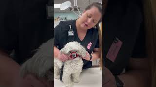 Skill Sheet Nylon Dog Muzzle