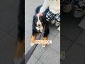 駅にお迎えに行く道中から みんなに可愛がってもらったバーニーズ🐾
