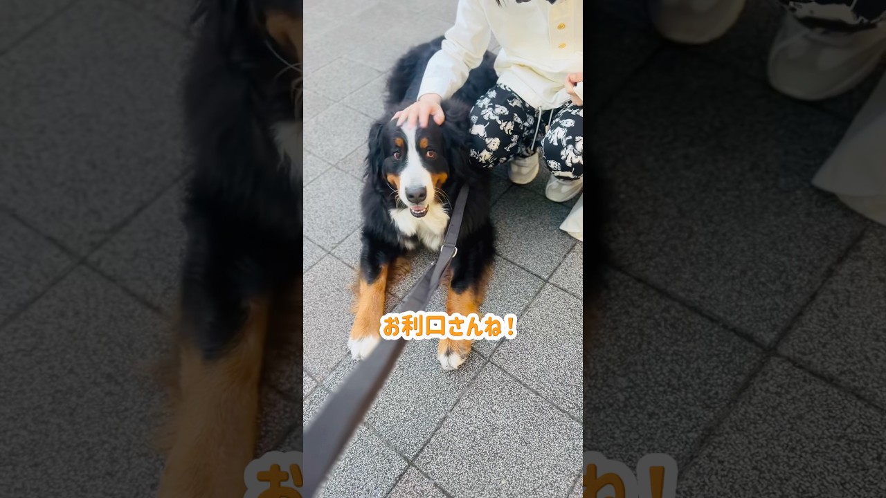 駅にお迎えに行く道中から みんなに可愛がってもらったバーニーズ🐾