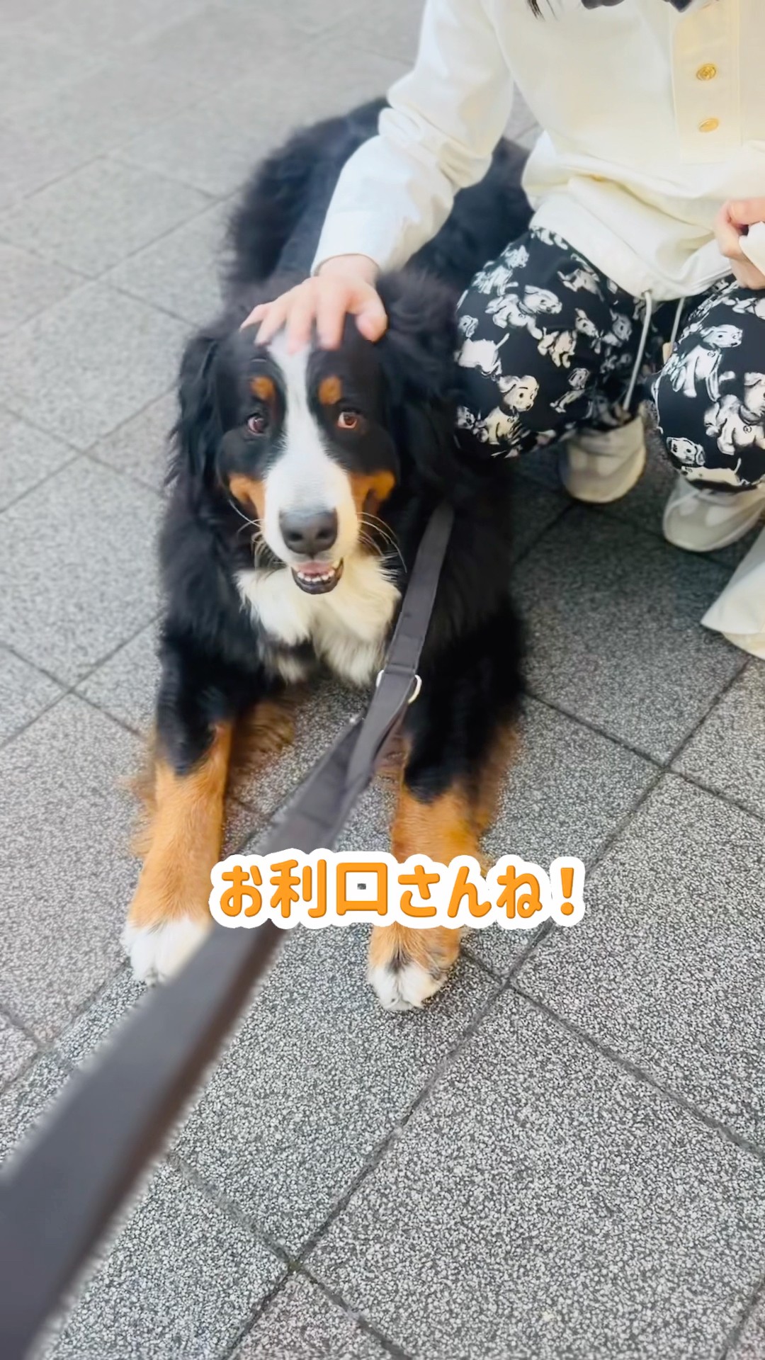 A Bernese Mountain Dog who was adored by everyone on the way to