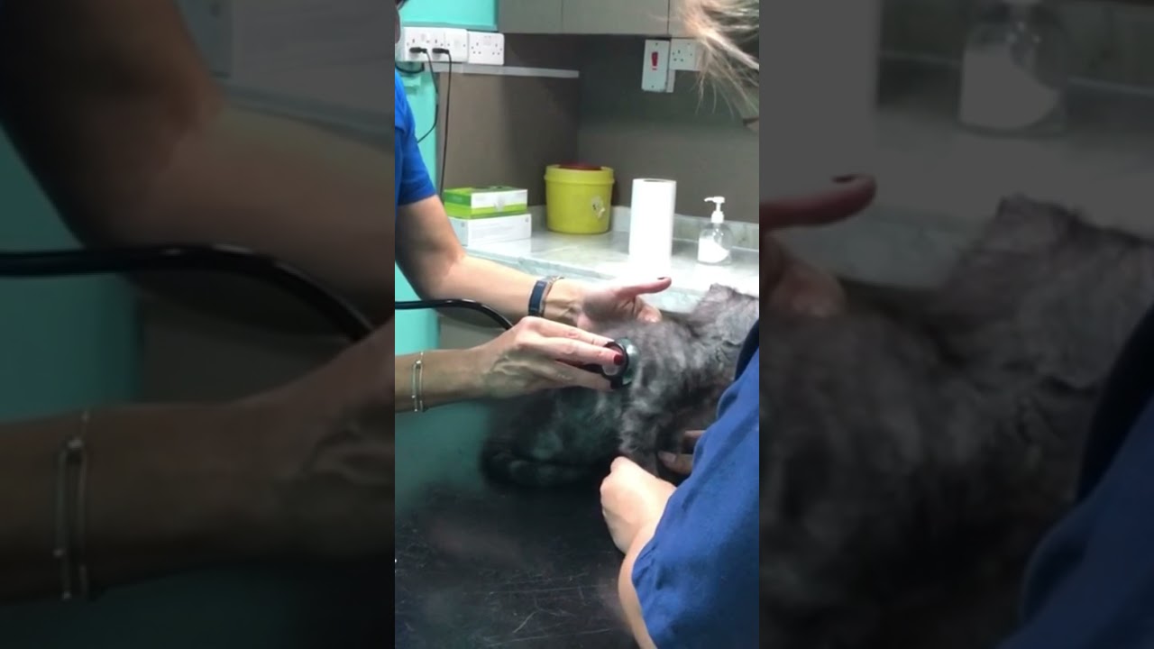 Orii's first visit @ the vet | 2 months old kitten