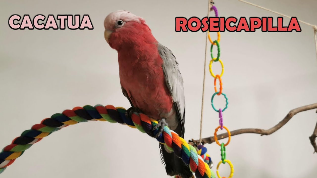 Il CACATUA ROSA, è il Pappagallo che fa per Voi ?// Parliamo di Pappagalli