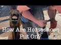 How Are Horseshoes Put On? | Day 21