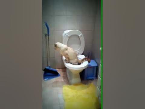 настоящие люди какают