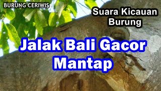 Suara Kicaun Burung Jalak Bali Gacor Mantap Cocok Buat Masteran