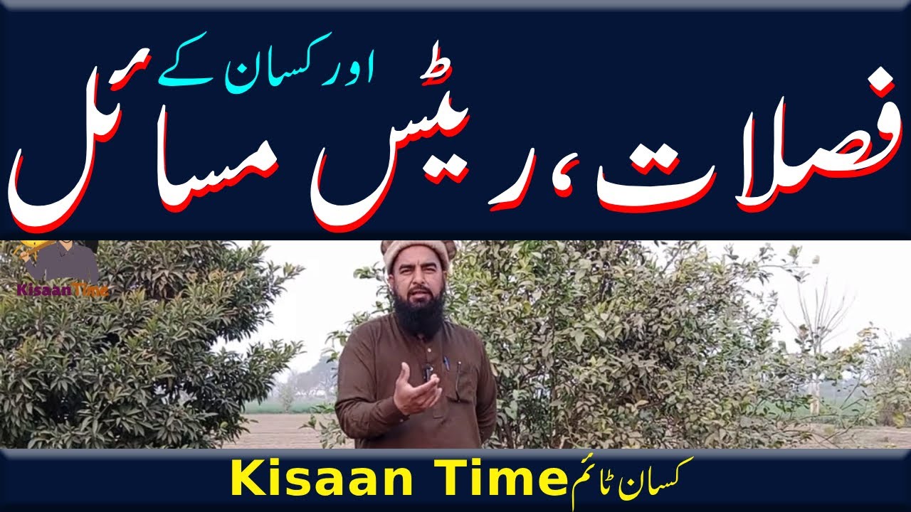 فصلات کے کم ریٹس اور کسان کے مسائل farmers issues on kisan time کسان ٹائم