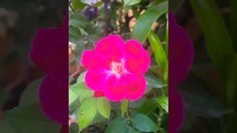 Bright Red Roses 🌹 #short #shortvideo #firstshort #youtubeshort #red #rose #naturevalley #beautiful