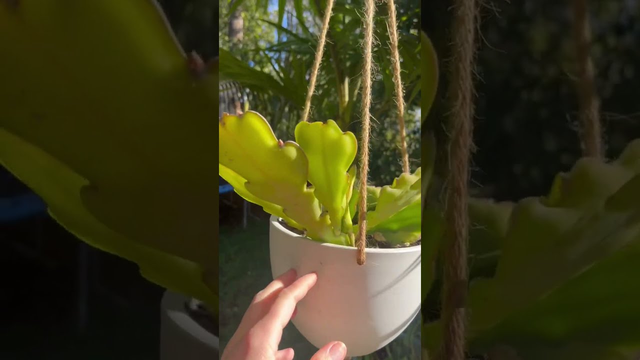 Epiphyllum Cactus Update! Looks like we might have some blooms on our free orchid cactus 🌵🌺