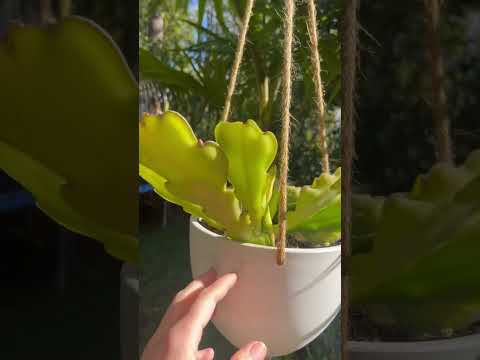 Epiphyllum Cactus Update! Looks Like We Might Have Some Blooms On Our Free Orchid Cactus