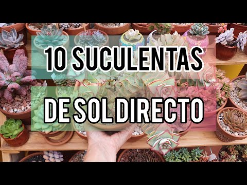 Video: Elegir suculentas de la Zona 9: qué suculentas crecen bien en la Zona 9