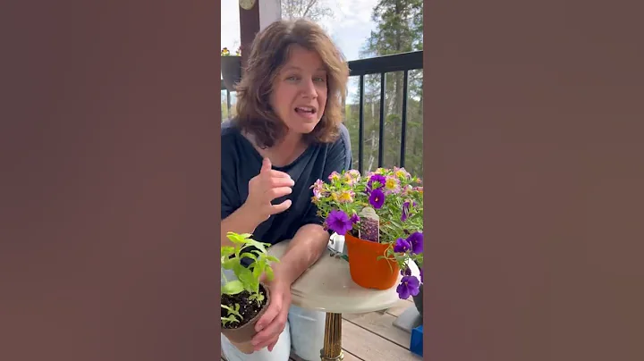 7 basil plants for the price of 1!