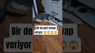 Hem Mamayı Dök Hem De Anneye Çen Çen Et