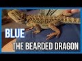 I got a bearded dragon + Moving to Vancouver?!