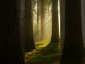Foggy and calm forest 😇 #beautiful #forest #subscribe #highlights