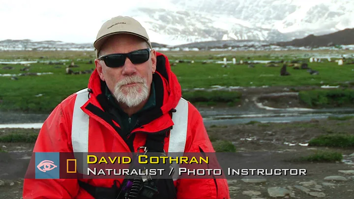 The Antics of King Penguins