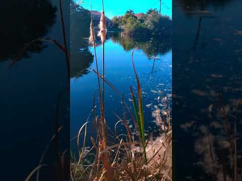 Cattail explosions.