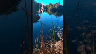 Cattail explosions.