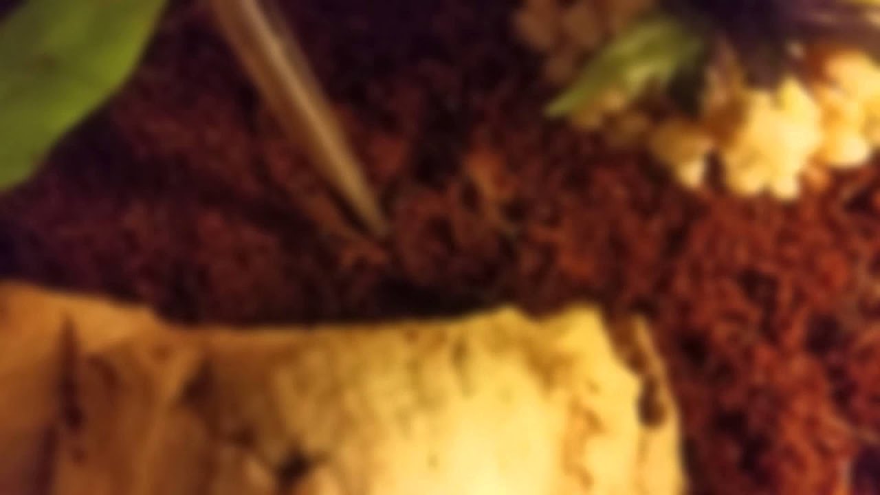 Nox (G. pulchra) first feeding in my care