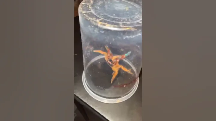 This is why I don’t trade tarantulas… 😖