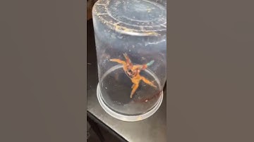 This is why I don’t trade tarantulas… 😖