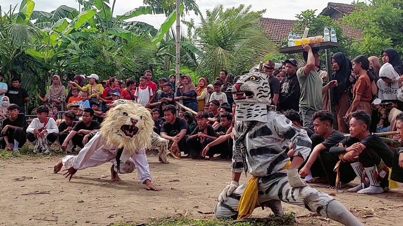 Macan Ngamuk mencari mangsa Bantengan New Putra Jati Tunggal Live sambirejo Mojokerto
