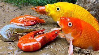 Unique Shrimp trap Goldfish - Funny Stop Motion ASMR Primitive Cooking Mukbang 4K