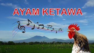 Suara Ayam Ketawa Ngakak | Ayam Ketawa Gacor | Rooster Sound