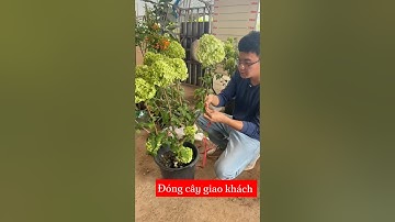 Cẩm tú cầu thân gỗ nhà em giao khách. Cây to sẵn hoa rồi ạ ☎️: 092.391.6866  l#nhavuonngoclam