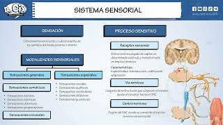 SISTEMA SENSORIAL || Morfofisiología