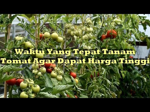 Video: Apa Itu Tomat Oktober Merah: Tips Menanam Tomat Oktober Merah