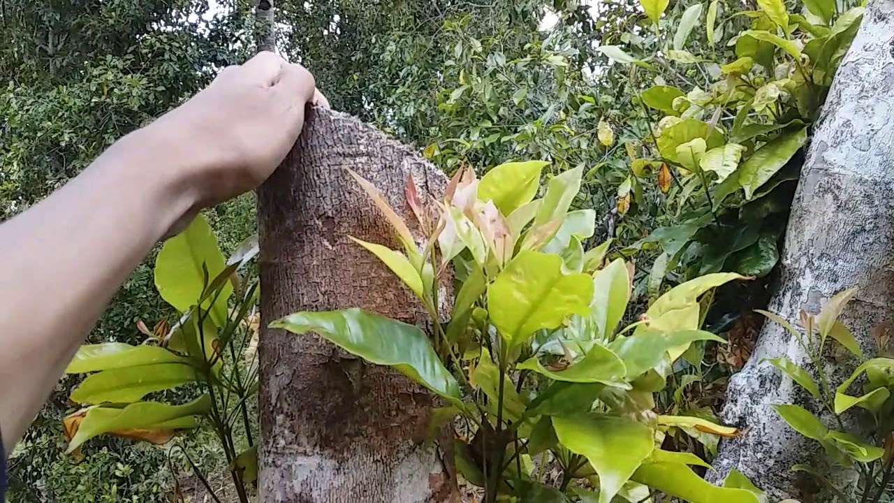 Hasil Dari pemangkasan pohon cengkih setahun lalu