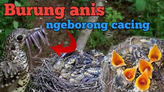 5 momen indah  saat indukan burung burung ini meloloh anaknya