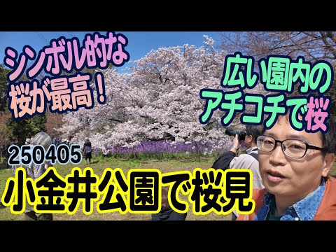 『小金井公園』東京都小金井市関野町：シンボル的な桜を見に行こう！