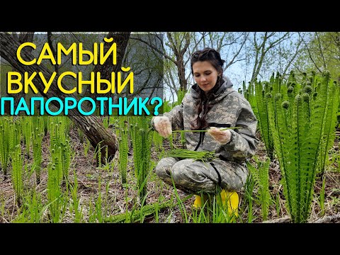 Как я собираю папоротник ОСМУНД! Съедобный дикорос острова Сахалин